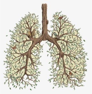#tree #lungs #green #aesthetic #vaporwave #tumblr - Vancouver Sleep Clinic Lungs