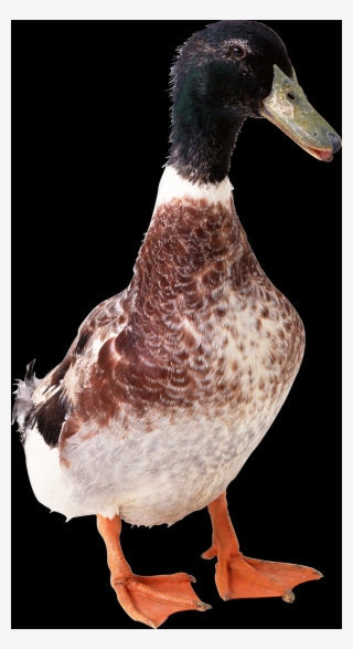 Brown Color Duck