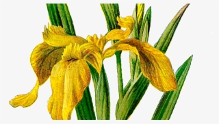 Printable Flower Clip Art Wildflower Yellow Iris Antique