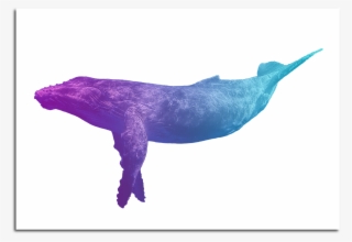 Image Of Blue Whale Poster - Humpback Whale