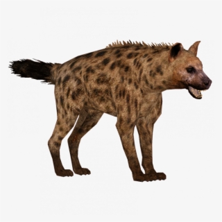 Hyena Png