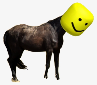 #oof What Is My Life - Stallion