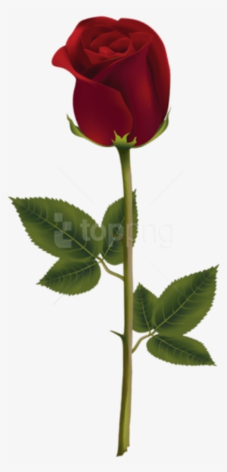 Free Png Download Red Rose Dark Png Images Background - Dark Red Rose Png