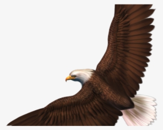 Golden Eagle Clipart Aguila - Eagle Clipart Transparent Background