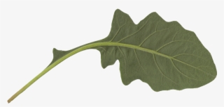 Free Download - Maple