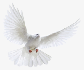 Pigeon Png Free Download - White Pigeon Flying Png