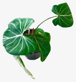 Philodendron Gloriousum 4″ - Anthurium
