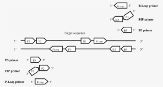Schematic Representation Of Lamp Primer Design - Diagram