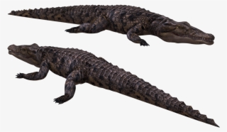 Image - Crocodiles