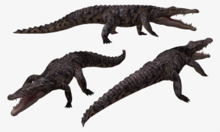 Image - Crocodiles