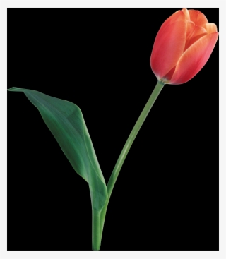 Tulip, Free Pngs - Sprenger's Tulip