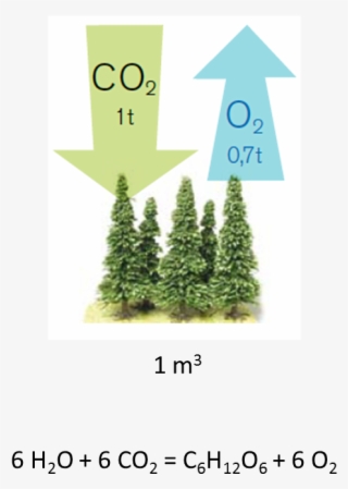 Yhteyttaminen - Carbon Sink