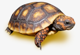Chelonoidis
