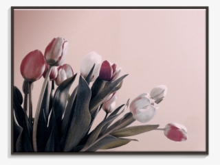 119al Ffb Vintage Tulips