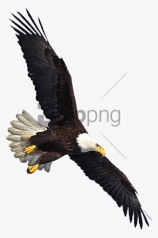 Free Png Download Eagle Flying Png Images Background - Eagle Flying Transparent Background