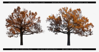 1024 X 535 2 - Fall Tree Cut Out