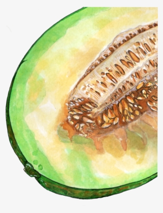 Inktober 2018 Cantaloupe Png - Honeydew
