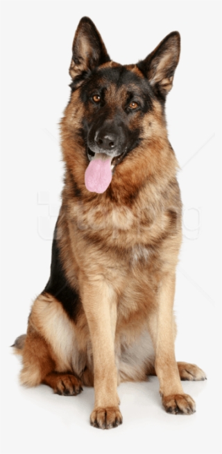 Free Png German Sheepdog From The Front Hd Png Images - Dog Png Hd