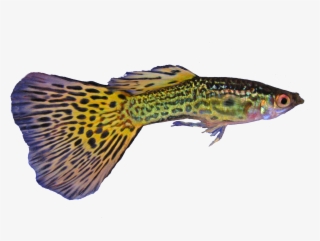 File - Guppy1trasp