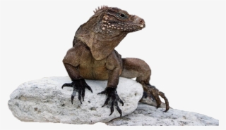 Iguana Png - Iguanas Png