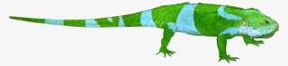 Fiji Banded Iguana - Green Iguana