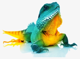 Brand Development - Common Chameleon