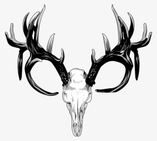 Drawing Antlers White Tailed Deer - Deer Skull Png
