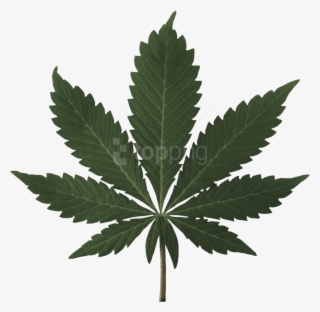 Download Cannabis Png Images Background - High Resolution Marijuana Leaf