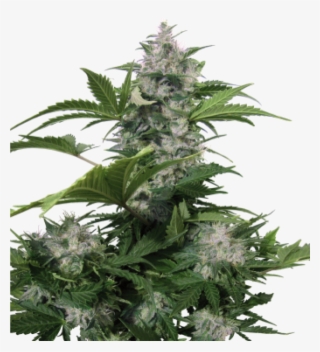 Marijuana Plant Png