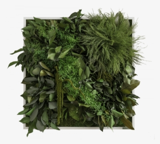 Dschungelbild Frontal - Jungle Plant Png