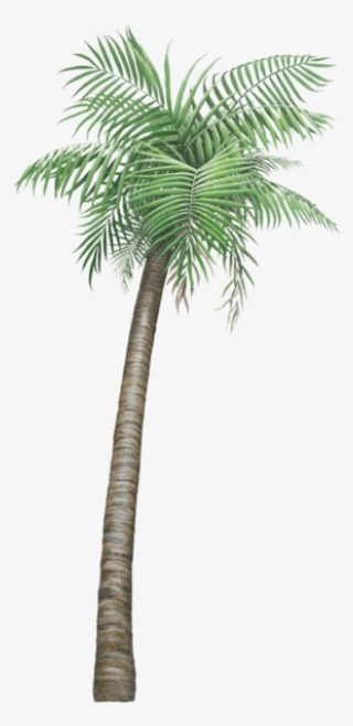 Palm Tree