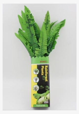 Ostrich Fern