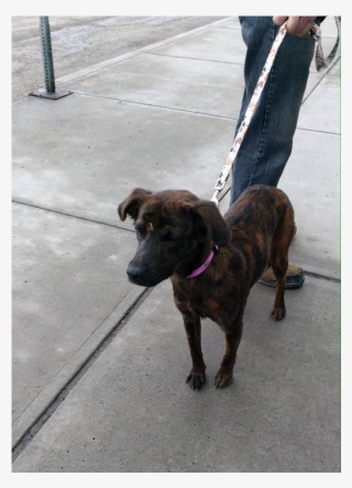 Snickers Adopted Into A Forever Home - Treeing Tennessee Brindle