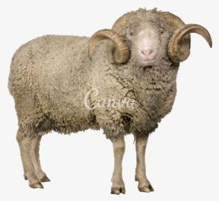 Mouton Merinos D Arles