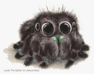 Informasi Seputar Tarantula Dan Kalajengking - Cute Spiders To Draw