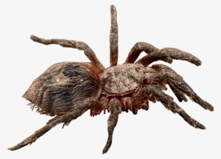 #tarantula #spider #araña #arañapollito - Wolf Spider