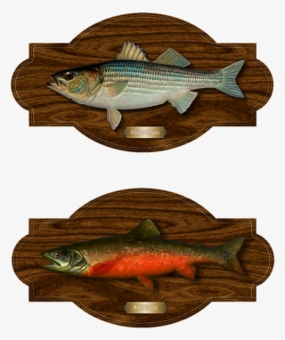 Fish, Trout, Bass, Trophy Catch, Striped Bass - Invitation