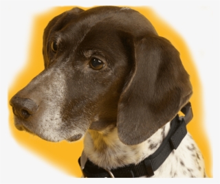 Order Monthly Meal Plan For Your Dog - Hunting Dog