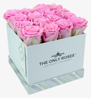 Pink Preserved Roses - Garden Roses