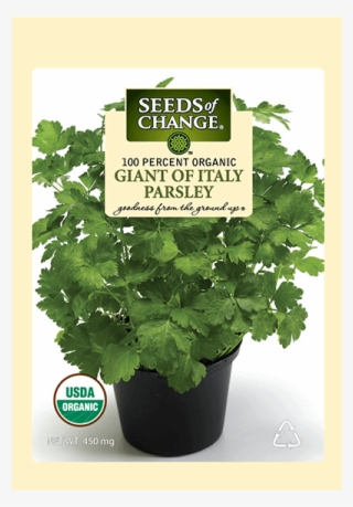 Organic Giant Of Italy Parsley Seeds - Usda Organic