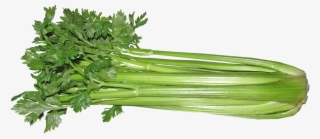 Celery, Certified Organic, Large Bunch - Selderij Png