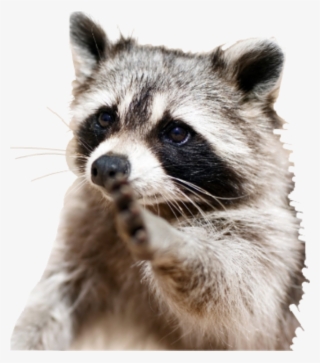 Racoon Sticker