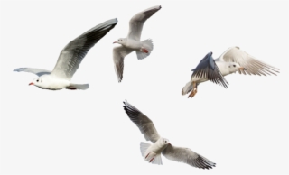 Seagulls Sticker - European Herring Gull