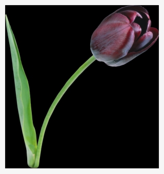 Tulip, Free Pngs - Tulip