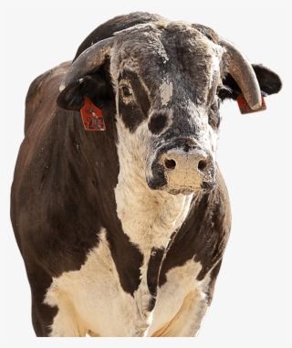 Red Bandana - Dairy Cow