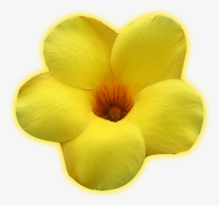 Dreammakers - Hibiscus