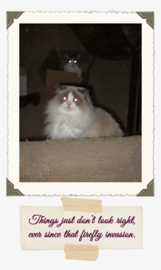 Yeti And Peekaboo Laser Cats - Domestic Long-haired Cat