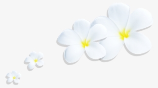 Plumeria Png