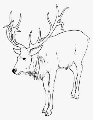 Free Printable Christmas Coloring Pages - Reindeer Clipart Black And White