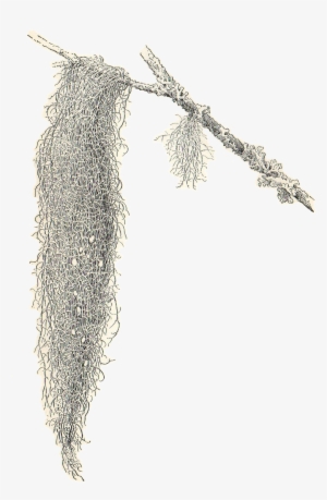 Spanish Moss Clipart Freeuse Download - Spanish Moss Clipart